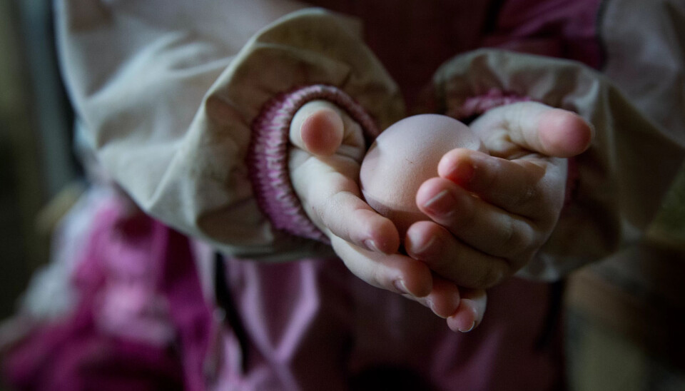 RETT FRA HØNA: Hver dag plukker barna varme egg i fjøset. RETT FRA HØNA: Hver dag plukker barna varme egg i fjøset.