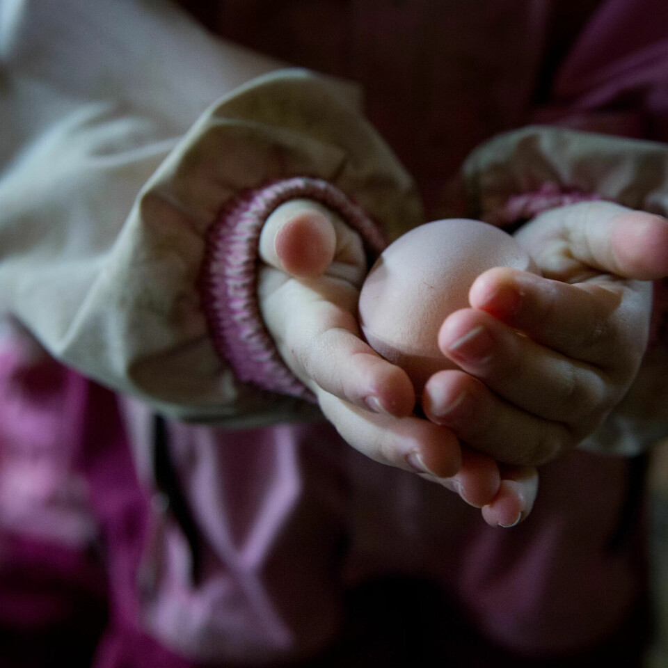RETT FRA HØNA: Hver dag plukker barna varme egg i fjøset. RETT FRA HØNA: Hver dag plukker barna varme egg i fjøset.