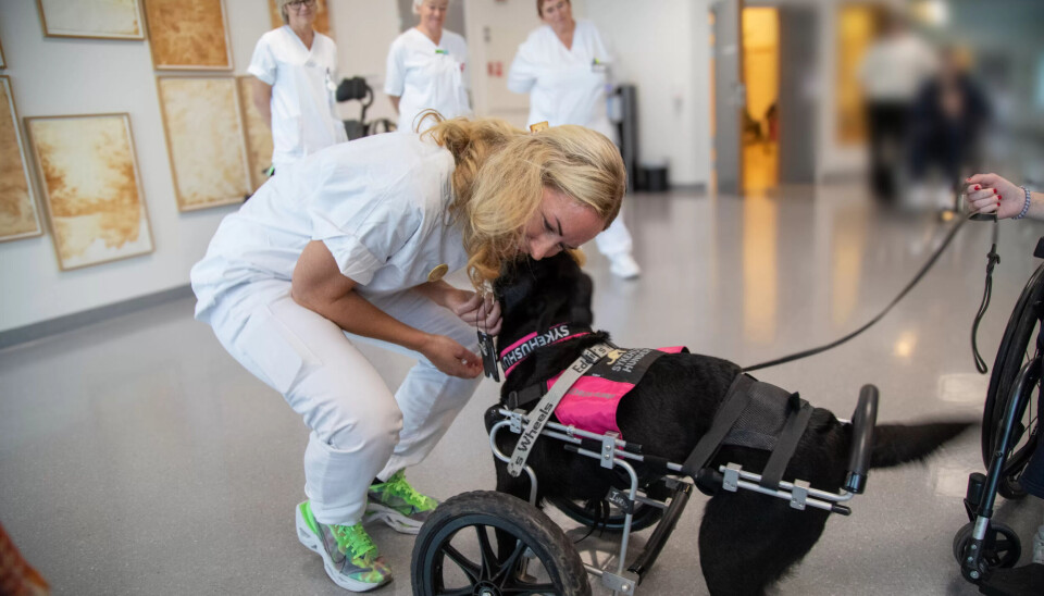 BESØK MED REHABILITERING: Tone Maren Ramsli er klinisk ernæringsfysiolog og hundefører for en annen sykehushund på fritiden og kjenner Ivrig godt. I bakgrunnen står avdelingsleder for Enhet for barn og unge Birgitte Dahl og hjelpepleierne Hjørdis Alfsen og Kari Rustad. BESØK MED REHABILITERING: Tone Maren Ramsli er klinisk ernæringsfysiolog og hundefører for en annen sykehushund på fritiden og kjenner Ivrig godt. I bakgrunnen står avdelingsleder for Enhet for barn og unge Birgitte Dahl og hjelpepleierne Hjørdis Alfsen og Kari Rustad.