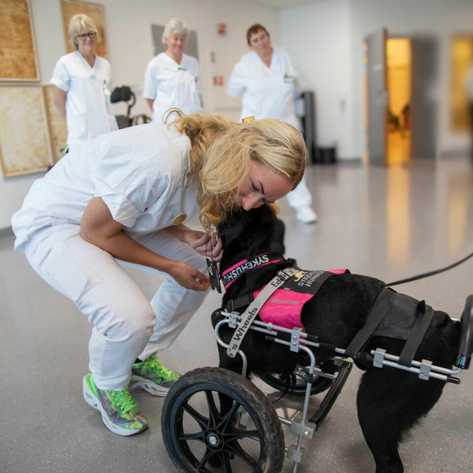 BESØK MED REHABILITERING: Tone Maren Ramsli er klinisk ernæringsfysiolog og hundefører for en annen sykehushund på fritiden og kjenner Ivrig godt. I bakgrunnen står avdelingsleder for Enhet for barn og unge Birgitte Dahl og hjelpepleierne Hjørdis Alfsen og Kari Rustad. BESØK MED REHABILITERING: Tone Maren Ramsli er klinisk ernæringsfysiolog og hundefører for en annen sykehushund på fritiden og kjenner Ivrig godt. I bakgrunnen står avdelingsleder for Enhet for barn og unge Birgitte Dahl og hjelpepleierne Hjørdis Alfsen og Kari Rustad.