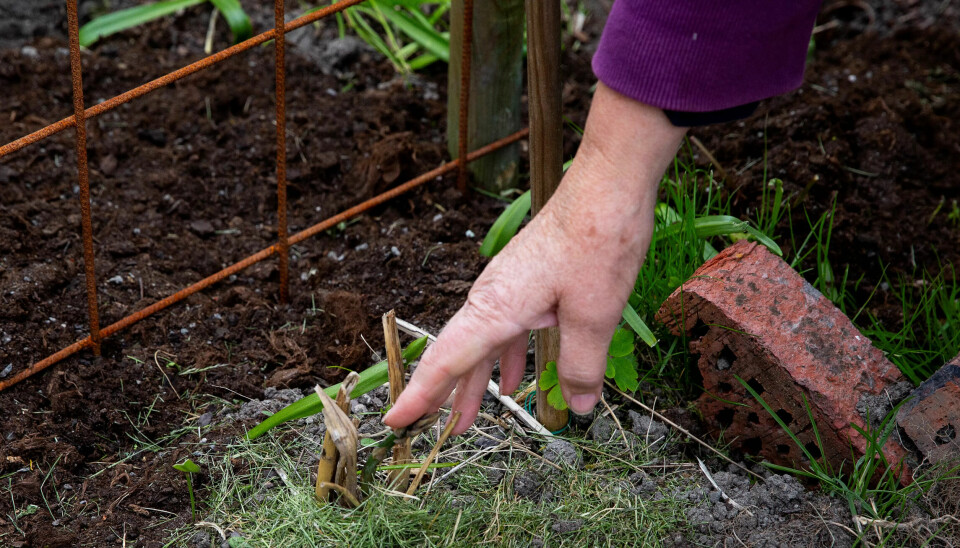 BLIR IKKE NOK MAT TIL GJENNOM VINTEREN: Matforrådet til Anne-Solveig Simensen øker ikke voldsomt. Det viktigste er å få det til å spire og gro, sier hun BLIR IKKE NOK MAT TIL GJENNOM VINTEREN: Matforrådet til Anne-Solveig Simensen øker ikke voldsomt. Det viktigste er å få det til å spire og gro, sier hun