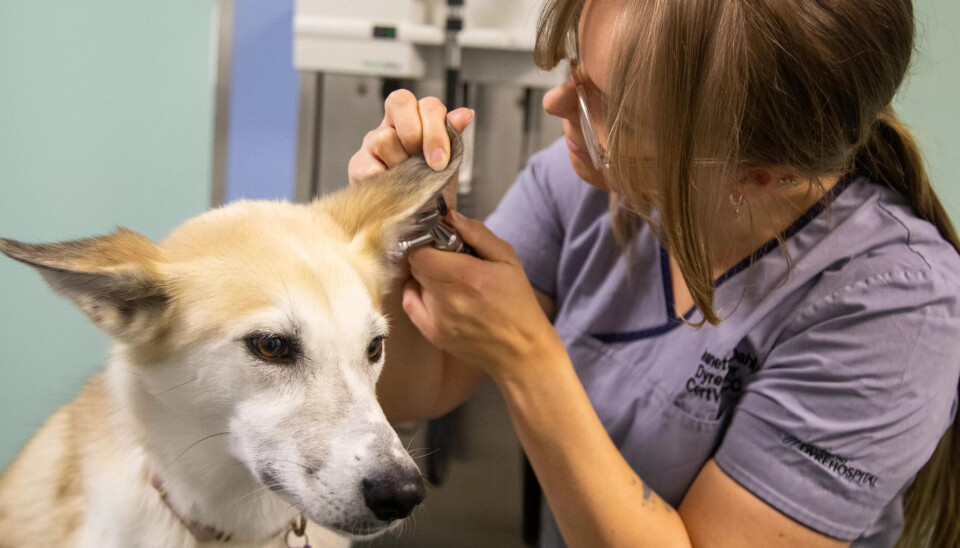 HUSKY: Dyrepleier Jeanette Dahl med sin egen hund Sif på undersøkelserommet. HUSKY: Dyrepleier Jeanette Dahl med sin egen hund Sif på undersøkelserommet.