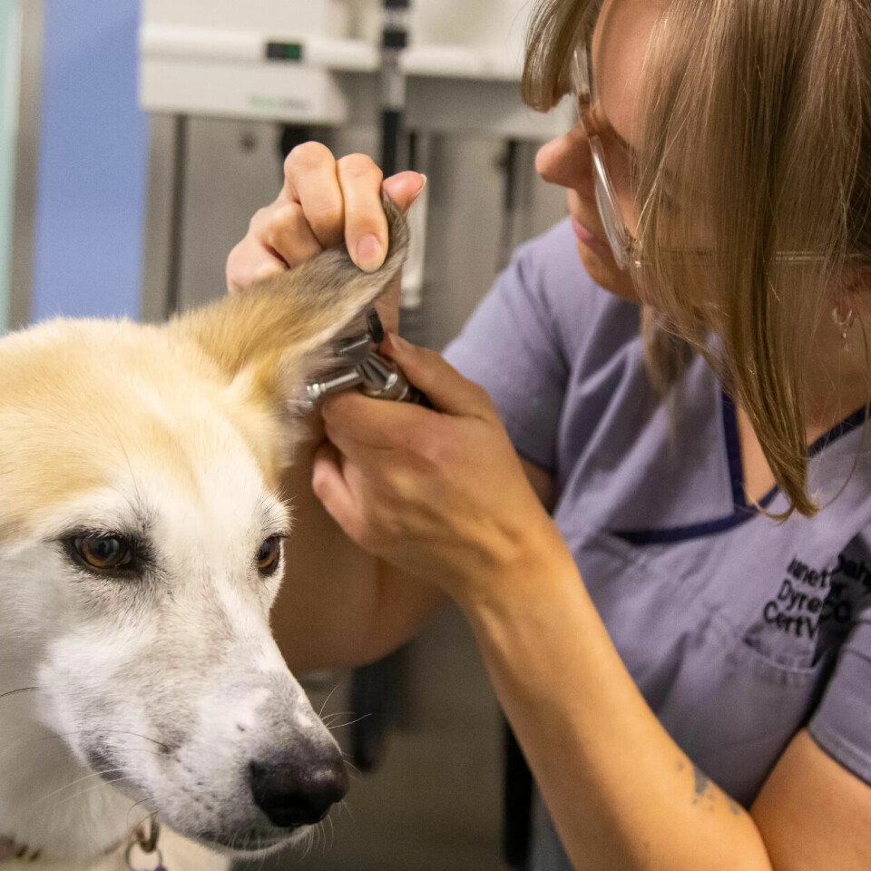 HUSKY: Dyrepleier Jeanette Dahl med sin egen hund Sif på undersøkelserommet. HUSKY: Dyrepleier Jeanette Dahl med sin egen hund Sif på undersøkelserommet.