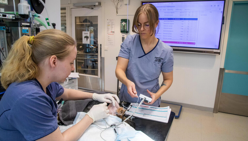 BEDØVELSE: Jeanette Dahl hjelper kollega May Helen Kristoffersen (t.v.) med å legge en nerveblokk. BEDØVELSE: Jeanette Dahl hjelper kollega May Helen Kristoffersen (t.v.) med å legge en nerveblokk.