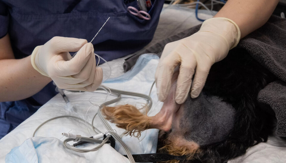 INNGREP: Hunden gjøres klar til kneoperasjon. INNGREP: Hunden gjøres klar til kneoperasjon.