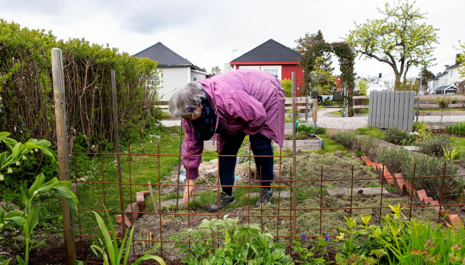 LYKKELIG I HAGEN: Anne-Solveig Simensen er lykkelig når hun får stikke hendene i jorda. LYKKELIG I HAGEN: Anne-Solveig Simensen er lykkelig når hun får stikke hendene i jorda.