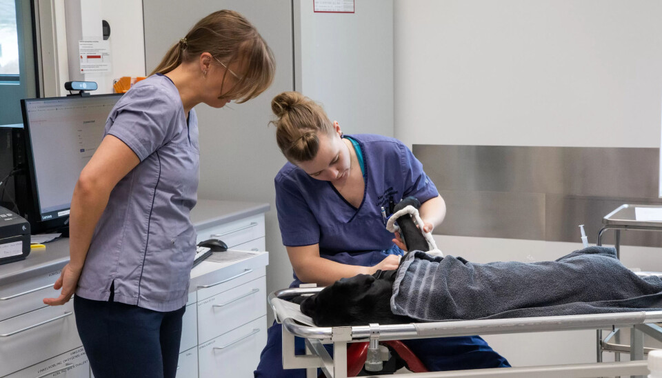 ETTERPÅ: Aina Svanevik med hund som har operert og fått en ekstern fiksering på beinet som skal rette ut en vekstmisdannelse. ETTERPÅ: Aina Svanevik med hund som har operert og fått en ekstern fiksering på beinet som skal rette ut en vekstmisdannelse.