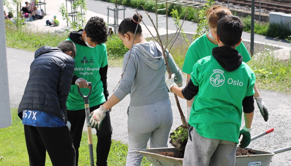 UngDyrk har et samarbeid med Oslotrær, som innen 2030 har som mål å plante 100.000 trær i Oslo. Her planter ungdommene årets første plommetre. UngDyrk har et samarbeid med Oslotrær, som innen 2030 har som mål å plante 100.000 trær i Oslo. Her planter ungdommene årets første plommetre.