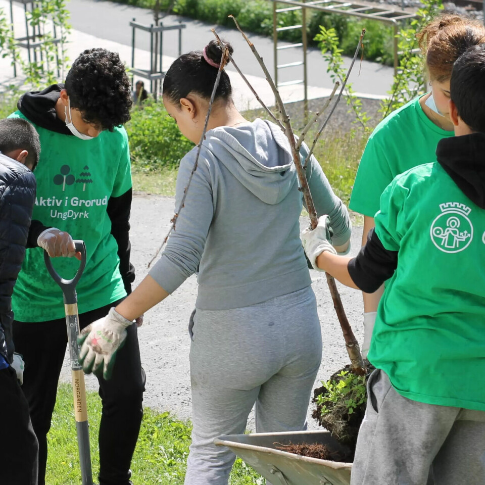 UngDyrk har et samarbeid med Oslotrær, som innen 2030 har som mål å plante 100.000 trær i Oslo. Her planter ungdommene årets første plommetre. UngDyrk har et samarbeid med Oslotrær, som innen 2030 har som mål å plante 100.000 trær i Oslo. Her planter ungdommene årets første plommetre.