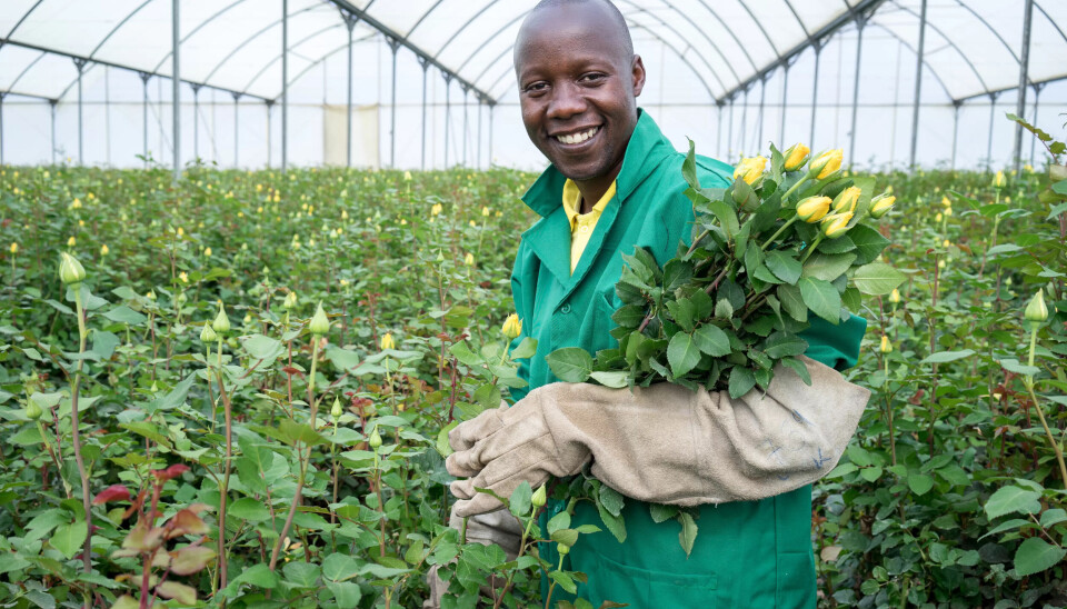 VIKTIG ORGANISERING: Ellias Walekwha leder arbeiderkomiteen ved plantasjen Oserian i Kenya. Han mener at det å kunne organisere seg uten å risikere sanksjoner er veldig viktig for de ansatte. VIKTIG ORGANISERING: Ellias Walekwha leder arbeiderkomiteen ved plantasjen Oserian i Kenya. Han mener at det å kunne organisere seg uten å risikere sanksjoner er veldig viktig for de ansatte.