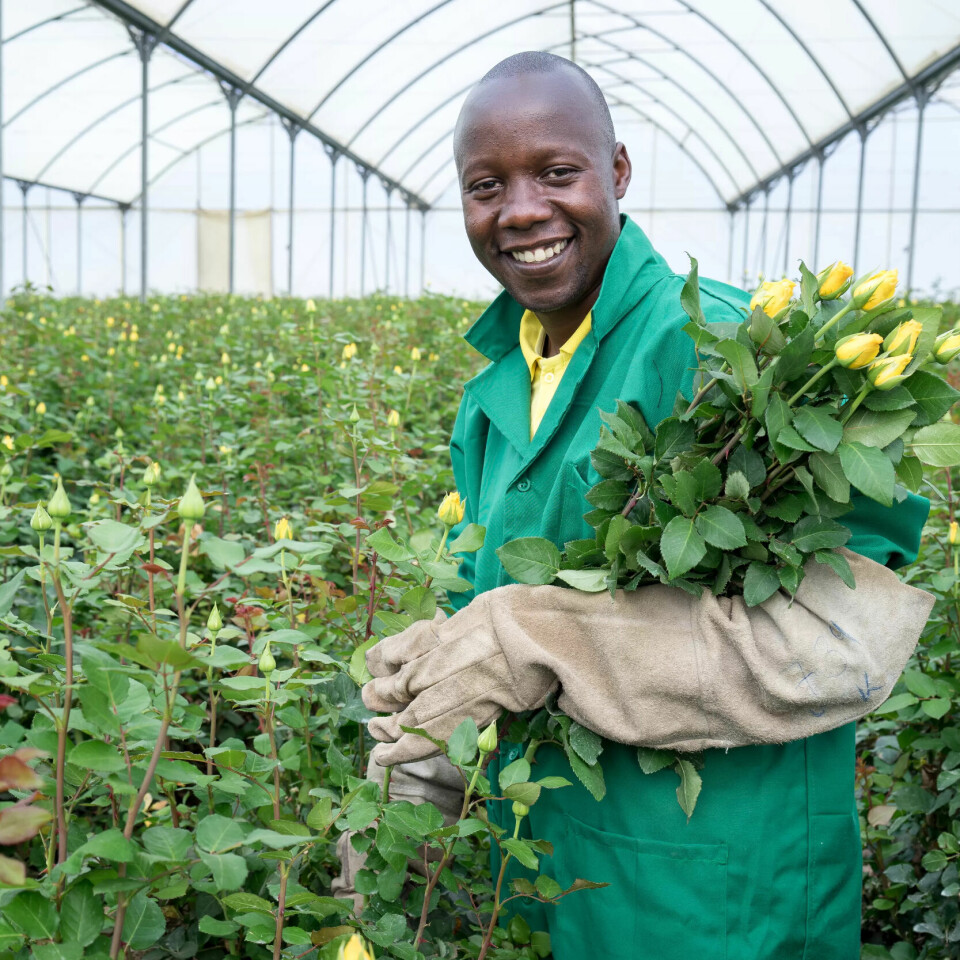 VIKTIG ORGANISERING: Ellias Walekwha leder arbeiderkomiteen ved plantasjen Oserian i Kenya. Han mener at det å kunne organisere seg uten å risikere sanksjoner er veldig viktig for de ansatte. VIKTIG ORGANISERING: Ellias Walekwha leder arbeiderkomiteen ved plantasjen Oserian i Kenya. Han mener at det å kunne organisere seg uten å risikere sanksjoner er veldig viktig for de ansatte.