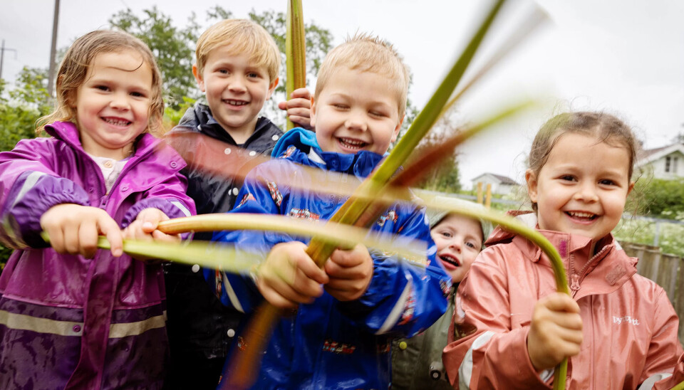 BRA MED RABARBRA: Freya (4), Julian (6), Emrik (5) og Maryam (5) i Skramstad barnehage elsker å sanke rabarbra i kjøkkenhagen. Kornelius (2) elsker å være med. BRA MED RABARBRA: Freya (4), Julian (6), Emrik (5) og Maryam (5) i Skramstad barnehage elsker å sanke rabarbra i kjøkkenhagen. Kornelius (2) elsker å være med.