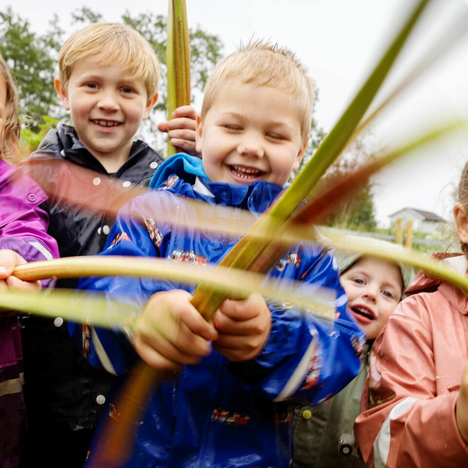 BRA MED RABARBRA: Freya (4), Julian (6), Emrik (5) og Maryam (5) i Skramstad barnehage elsker å sanke rabarbra i kjøkkenhagen. Kornelius (2) elsker å være med. BRA MED RABARBRA: Freya (4), Julian (6), Emrik (5) og Maryam (5) i Skramstad barnehage elsker å sanke rabarbra i kjøkkenhagen. Kornelius (2) elsker å være med.