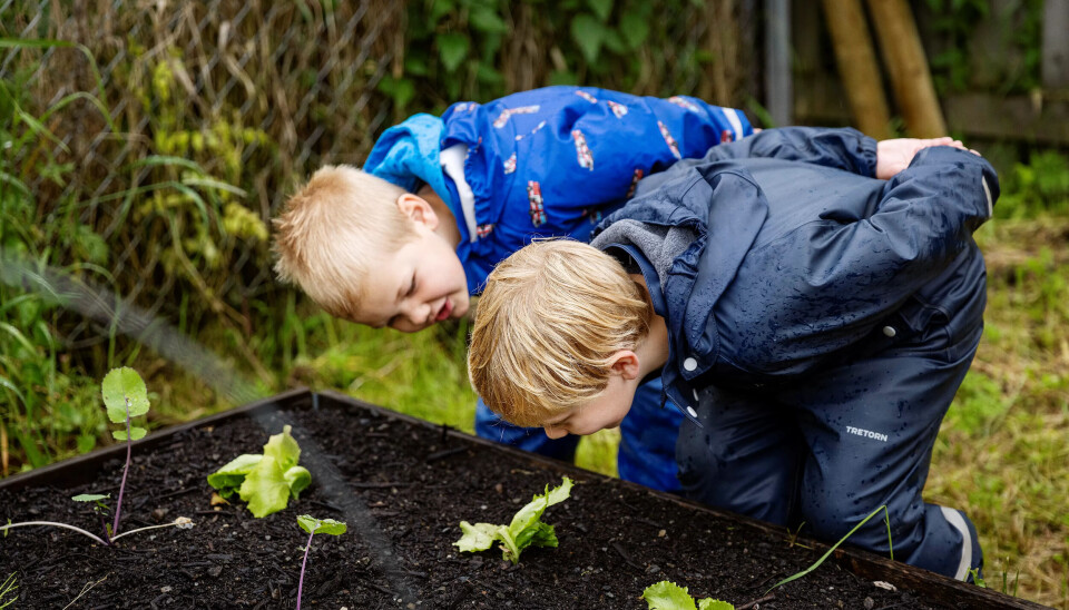 GODE GAVER: Skramstad barnehage har «alltid» dyrket frukt og grønnsaker, men de siste åra har de fått god hjelp: småplanter fra lokale bønder og klimavennlig jord fra kommunen og gjenvinningsbedriften Sirkula. GODE GAVER: Skramstad barnehage har «alltid» dyrket frukt og grønnsaker, men de siste åra har de fått god hjelp: småplanter fra lokale bønder og klimavennlig jord fra kommunen og gjenvinningsbedriften Sirkula.