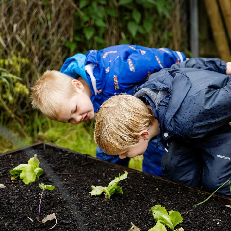 GODE GAVER: Skramstad barnehage har «alltid» dyrket frukt og grønnsaker, men de siste åra har de fått god hjelp: småplanter fra lokale bønder og klimavennlig jord fra kommunen og gjenvinningsbedriften Sirkula. GODE GAVER: Skramstad barnehage har «alltid» dyrket frukt og grønnsaker, men de siste åra har de fått god hjelp: småplanter fra lokale bønder og klimavennlig jord fra kommunen og gjenvinningsbedriften Sirkula.