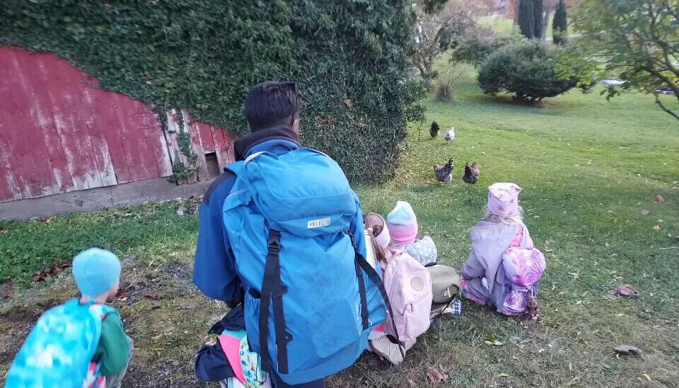 Oles drømmehverdag: Ole og barna på avdeling Tyttebærtua i Mork barnehage er ofte på tur. Her hilser de på hønene på en gård like ved siden av barnehagen. Oles drømmehverdag: Ole og barna på avdeling Tyttebærtua i Mork barnehage er ofte på tur. Her hilser de på hønene på en gård like ved siden av barnehagen.