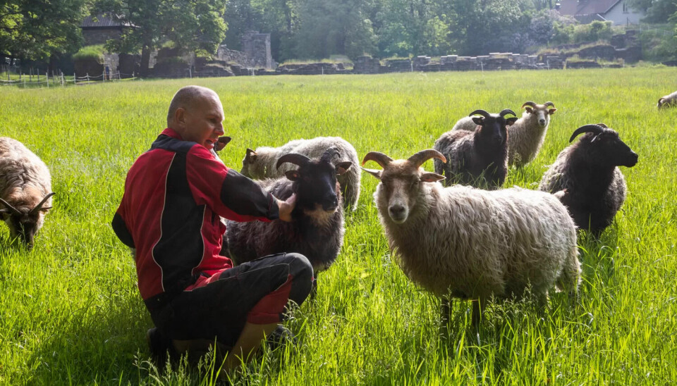 GODT SELSKAP: Vaktmester på Hovedøya Anders Thevik deler øya med 15 søyer fra Bygdøy Kongsgård som holder vegetasjonen nede. Det bor også en revefamilie her som hjelper til med jordrotteproblemet på øya. GODT SELSKAP: Vaktmester på Hovedøya Anders Thevik deler øya med 15 søyer fra Bygdøy Kongsgård som holder vegetasjonen nede. Det bor også en revefamilie her som hjelper til med jordrotteproblemet på øya.