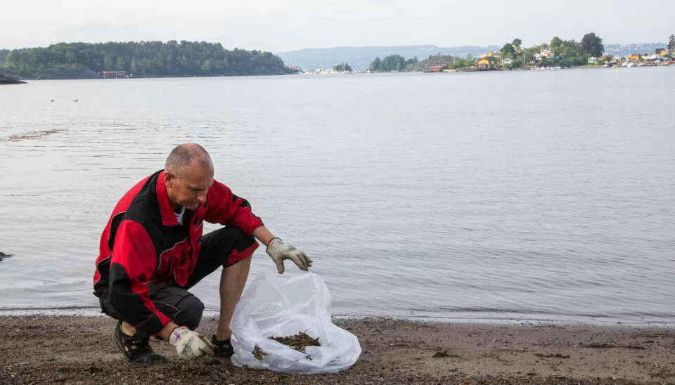 NOK Å GJØRE: Vaktmester Anders Thevik raker tang for at stranden skal være fin. Alt pollenet i lufta gjør den seig og slimete. Sprøytespisser plukker han også. De driver inn fra hovedstaden. NOK Å GJØRE: Vaktmester Anders Thevik raker tang for at stranden skal være fin. Alt pollenet i lufta gjør den seig og slimete. Sprøytespisser plukker han også. De driver inn fra hovedstaden.