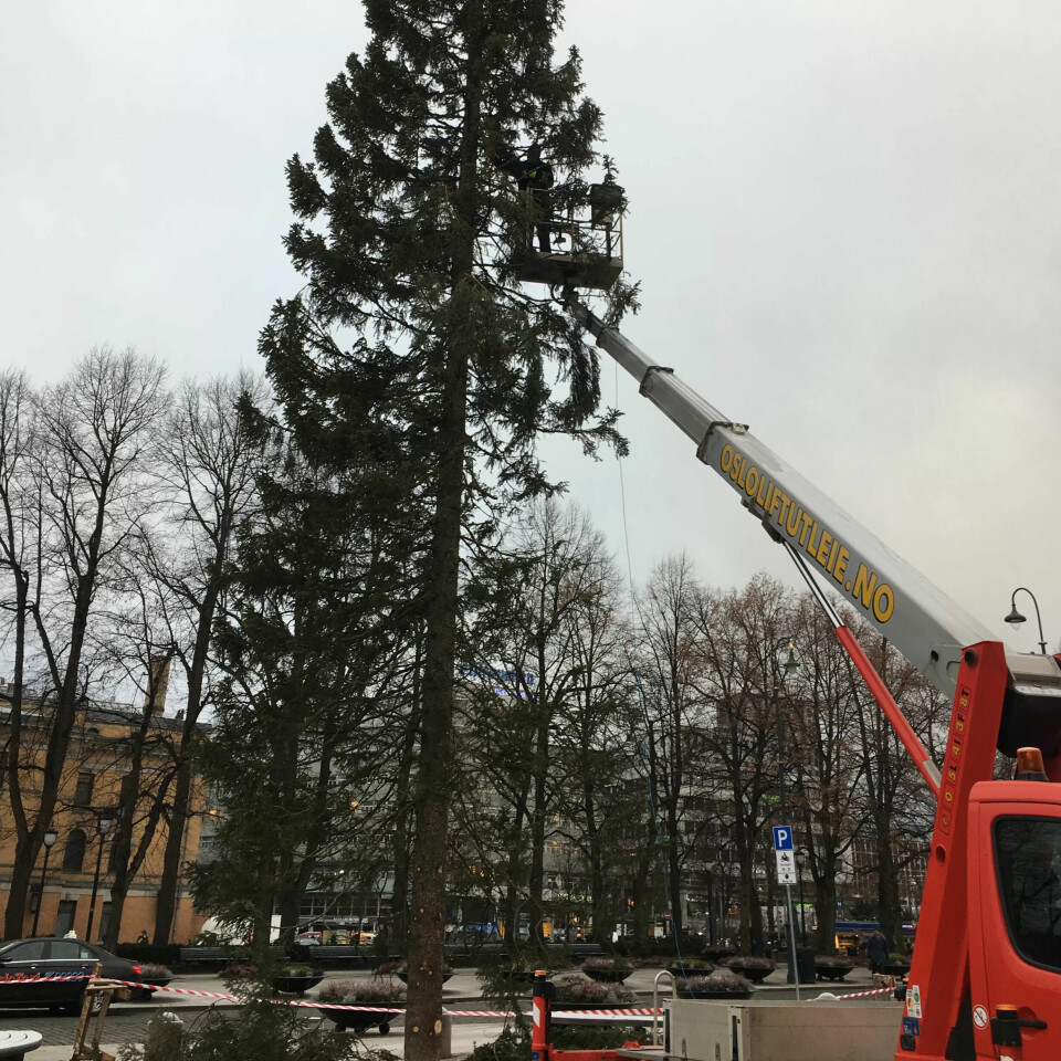 Ronny kutter greinene på julegrana, for så å bore dem inn igjen: – Folk lurer jo fælt på hva vi driver med