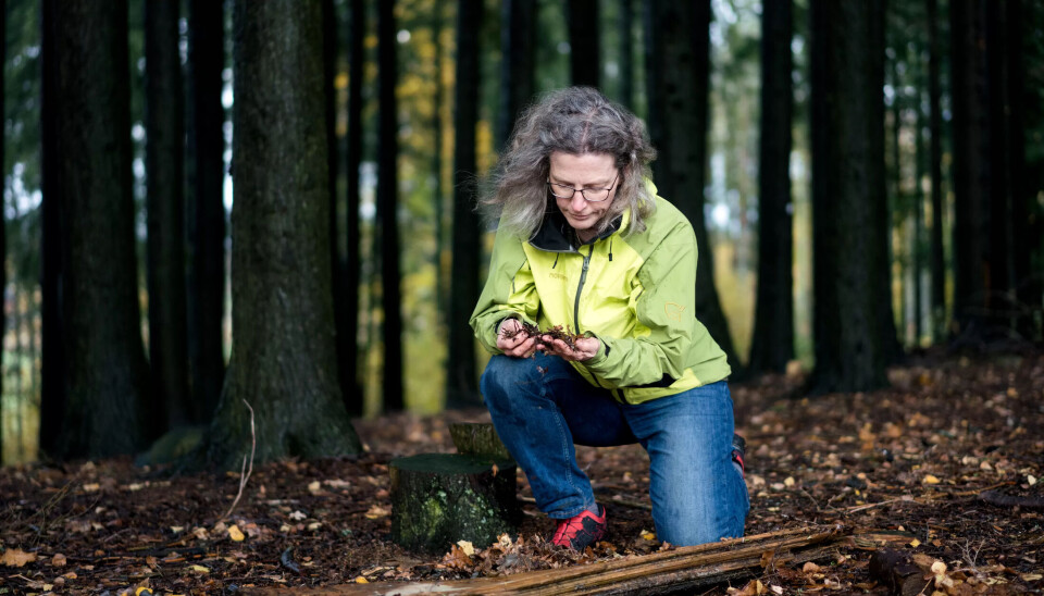 ÅRVÅKEN: – Vi kaller det «endringsblindhet». De som går i skogen i dag, vet ikke hvordan en skog slik naturen skapte den ser ut, sier Anne Sverdrup-Thygeson ÅRVÅKEN: – Vi kaller det «endringsblindhet». De som går i skogen i dag, vet ikke hvordan en skog slik naturen skapte den ser ut, sier Anne Sverdrup-Thygeson