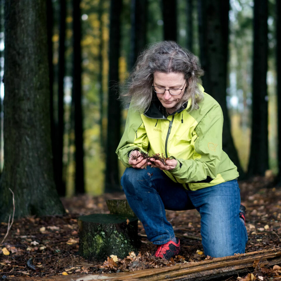 ÅRVÅKEN: – Vi kaller det «endringsblindhet». De som går i skogen i dag, vet ikke hvordan en skog slik naturen skapte den ser ut, sier Anne Sverdrup-Thygeson ÅRVÅKEN: – Vi kaller det «endringsblindhet». De som går i skogen i dag, vet ikke hvordan en skog slik naturen skapte den ser ut, sier Anne Sverdrup-Thygeson