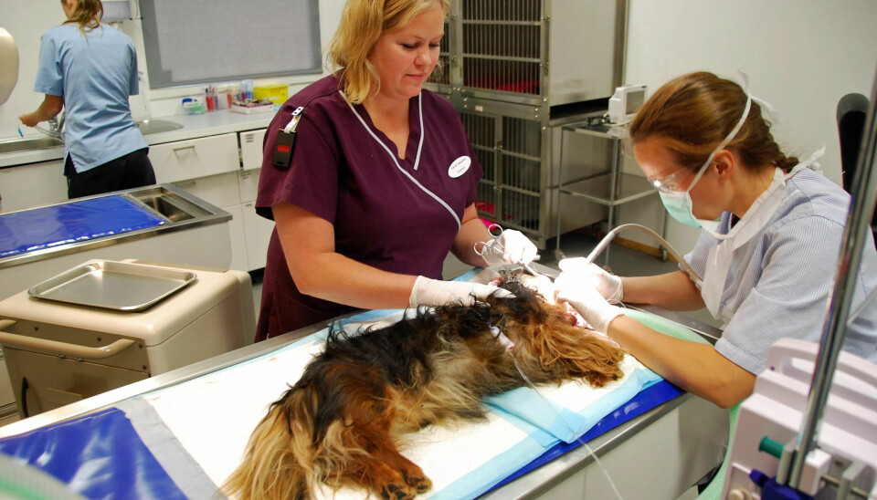 TANNSTELL: Dyrepleier Lise B. Johansen (til venstre) assisterer veterinær og tanntekniker Helle Isaksen under en tannbehandling. Nå risikerer hun å måtte streike. TANNSTELL: Dyrepleier Lise B. Johansen (til venstre) assisterer veterinær og tanntekniker Helle Isaksen under en tannbehandling. Nå risikerer hun å måtte streike.