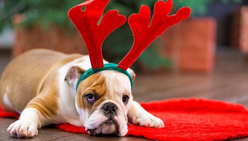 STRESS: Mange synes det er gøy å kle opp dyrene med hatter og gensere i jula, men det er ikke dyra alltid enig i, ifølge dyrepleier Anna Kumwenda. STRESS: Mange synes det er gøy å kle opp dyrene med hatter og gensere i jula, men det er ikke dyra alltid enig i, ifølge dyrepleier Anna Kumwenda.