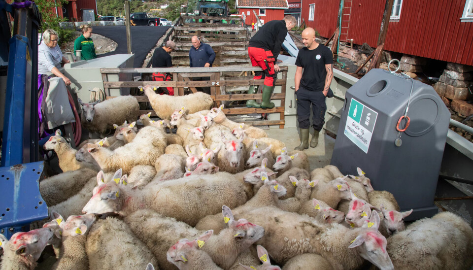 TRANGT: Fordekket blir fullt når 64 sauer skal fraktes til sommerbeite. TRANGT: Fordekket blir fullt når 64 sauer skal fraktes til sommerbeite.