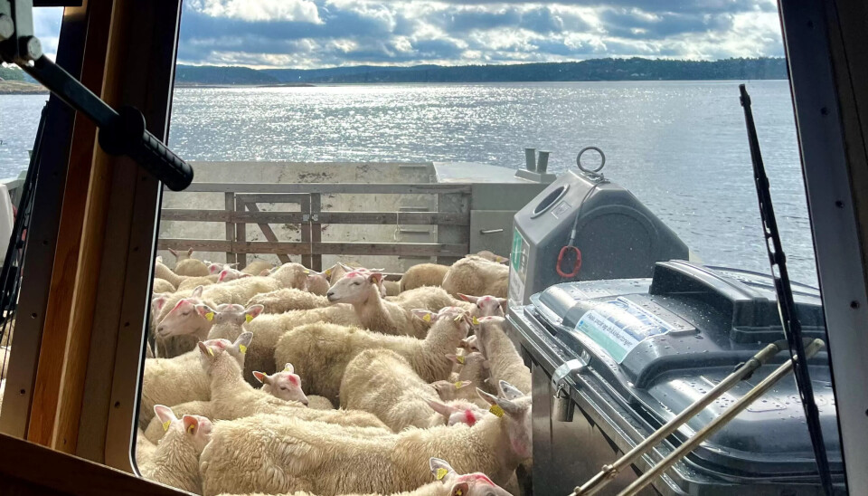 SMULT FARVANN: Sauene holder seg i ro under overfarten. SMULT FARVANN: Sauene holder seg i ro under overfarten.