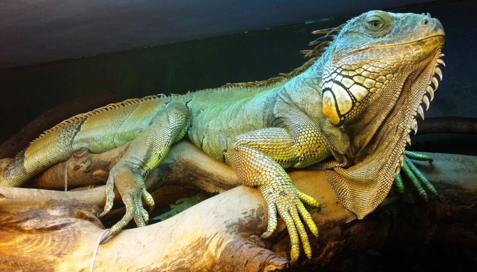 Denne karen, en iguan, kan du treffe i Oslo reptilpark, kan du gjøre det digitalt nå. Denne karen, en iguan, kan du treffe i Oslo reptilpark, kan du gjøre det digitalt nå.