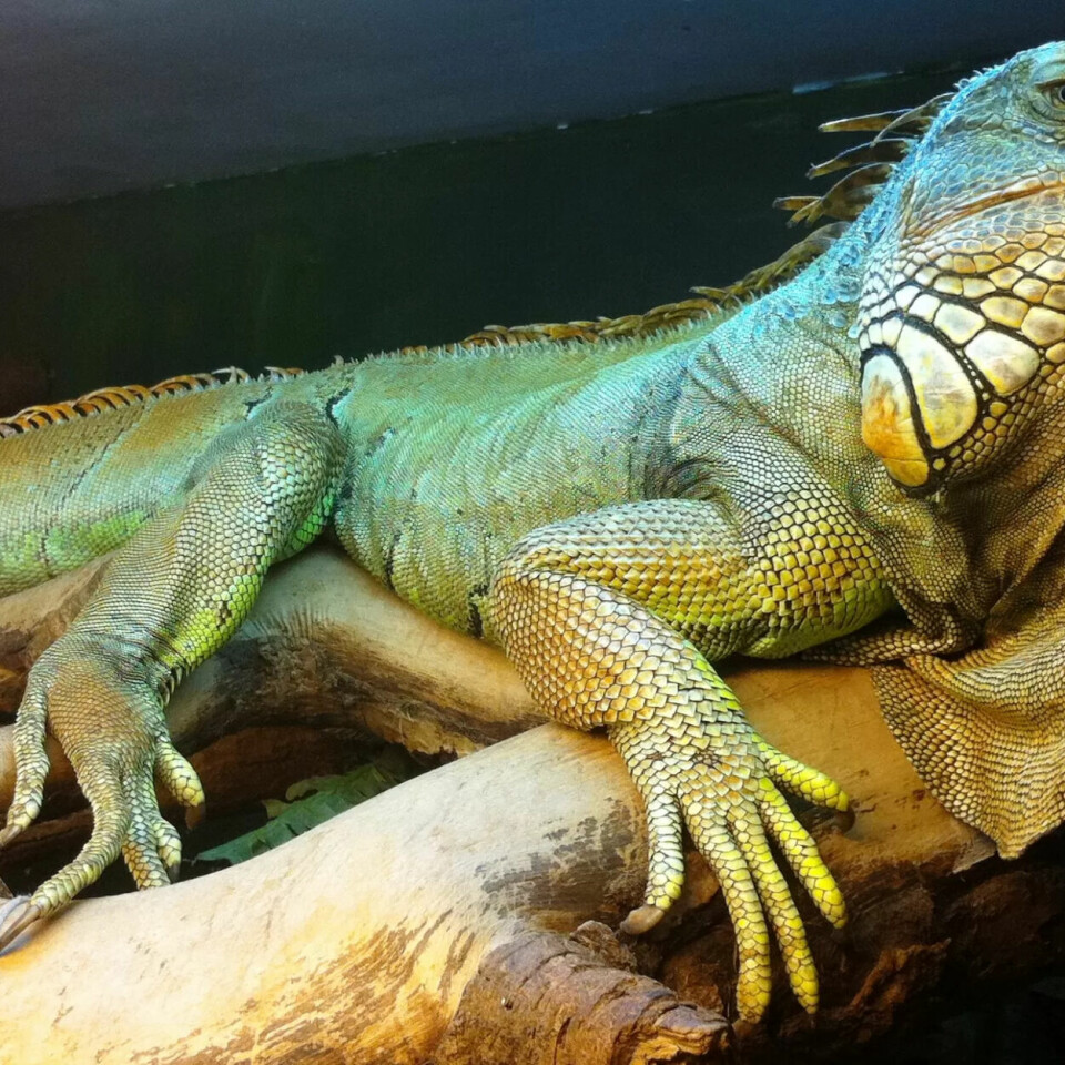 Denne karen, en iguan, kan du treffe i Oslo reptilpark, kan du gjøre det digitalt nå. Denne karen, en iguan, kan du treffe i Oslo reptilpark, kan du gjøre det digitalt nå.