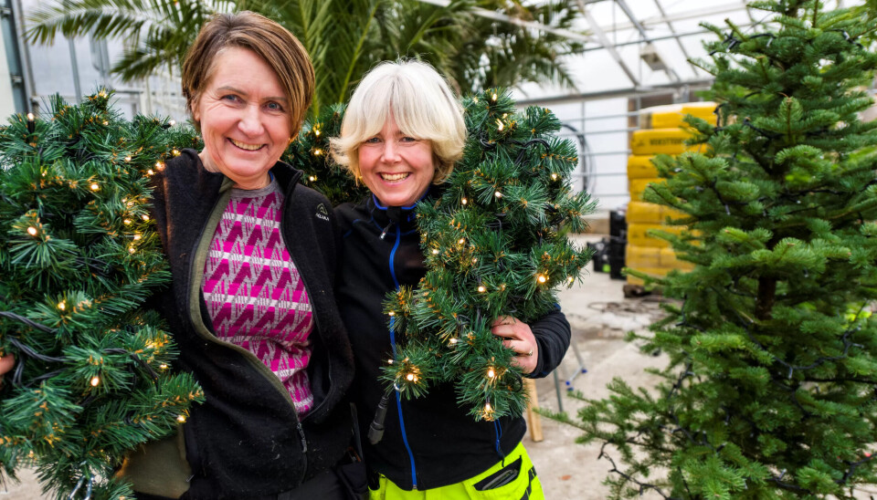 JULEPYNTERE: Merethe Eiklid og Inger Lise Almedal er fagarbeidere på gartneriet og pynter julebyen i Kristiansand. JULEPYNTERE: Merethe Eiklid og Inger Lise Almedal er fagarbeidere på gartneriet og pynter julebyen i Kristiansand.