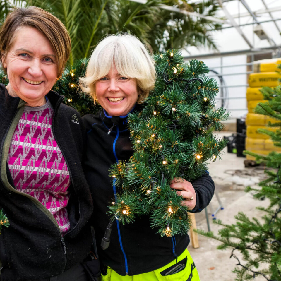 JULEPYNTERE: Merethe Eiklid og Inger Lise Almedal er fagarbeidere på gartneriet og pynter julebyen i Kristiansand. JULEPYNTERE: Merethe Eiklid og Inger Lise Almedal er fagarbeidere på gartneriet og pynter julebyen i Kristiansand.