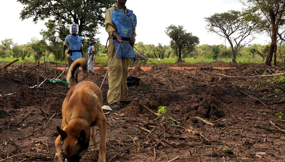 MINERYDDING: Norsk Folkehjelp har i lang tid drevet med minerydding. Her fra Rokon i Sør-Sudan i 2011. Hunden O´Boy kan snuse seg fram til miner som ligger opptil én meter under bakken. MINERYDDING: Norsk Folkehjelp har i lang tid drevet med minerydding. Her fra Rokon i Sør-Sudan i 2011. Hunden O´Boy kan snuse seg fram til miner som ligger opptil én meter under bakken.