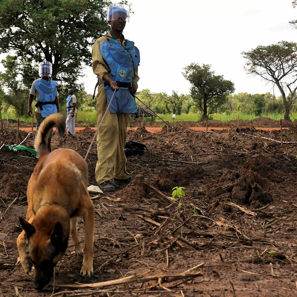 MINERYDDING: Norsk Folkehjelp har i lang tid drevet med minerydding. Her fra Rokon i Sør-Sudan i 2011. Hunden O´Boy kan snuse seg fram til miner som ligger opptil én meter under bakken. MINERYDDING: Norsk Folkehjelp har i lang tid drevet med minerydding. Her fra Rokon i Sør-Sudan i 2011. Hunden O´Boy kan snuse seg fram til miner som ligger opptil én meter under bakken.