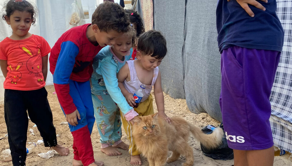 Barn som har måttet flykte fra hjemmet sitt bor nå i en teltleir sør på Gazastripen med en av kattene sine. (Arkivbilde) Barn som har måttet flykte fra hjemmet sitt bor nå i en teltleir sør på Gazastripen med en av kattene sine. (Arkivbilde)