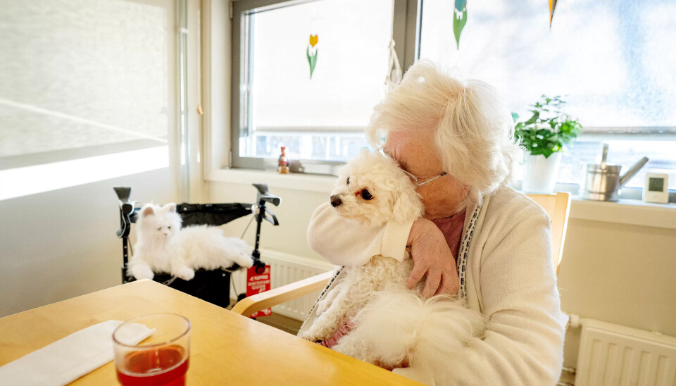 Nærhet: Bjørg (85) har god erfaring med hunder fra tidligere og får gjerne hunden Lucky på fanget. Robotkatten gir fra seg noen lyder fra sidelinja. Nærhet: Bjørg (85) har god erfaring med hunder fra tidligere og får gjerne hunden Lucky på fanget. Robotkatten gir fra seg noen lyder fra sidelinja.