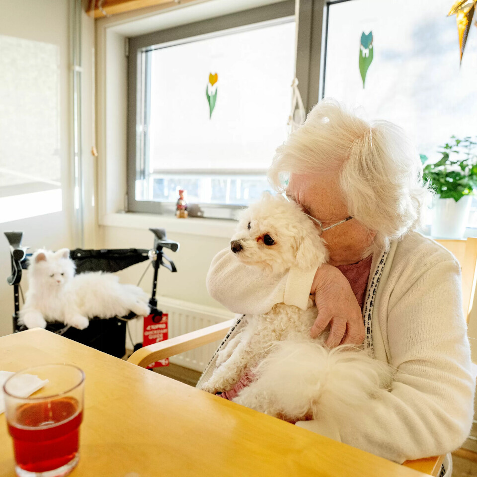 Nærhet: Bjørg (85) har god erfaring med hunder fra tidligere og får gjerne hunden Lucky på fanget. Robotkatten gir fra seg noen lyder fra sidelinja. Nærhet: Bjørg (85) har god erfaring med hunder fra tidligere og får gjerne hunden Lucky på fanget. Robotkatten gir fra seg noen lyder fra sidelinja.