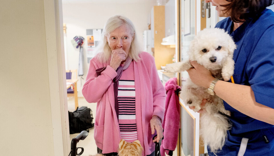 Skaper liv: Både robokatten og hunden Lucky som er på besøk skaper glede for Vesla. Avdelingsleder Carola Boran Humborstad forteller at ikke alle beboere har nytte av de kunstige kattene. Skaper liv: Både robokatten og hunden Lucky som er på besøk skaper glede for Vesla. Avdelingsleder Carola Boran Humborstad forteller at ikke alle beboere har nytte av de kunstige kattene.