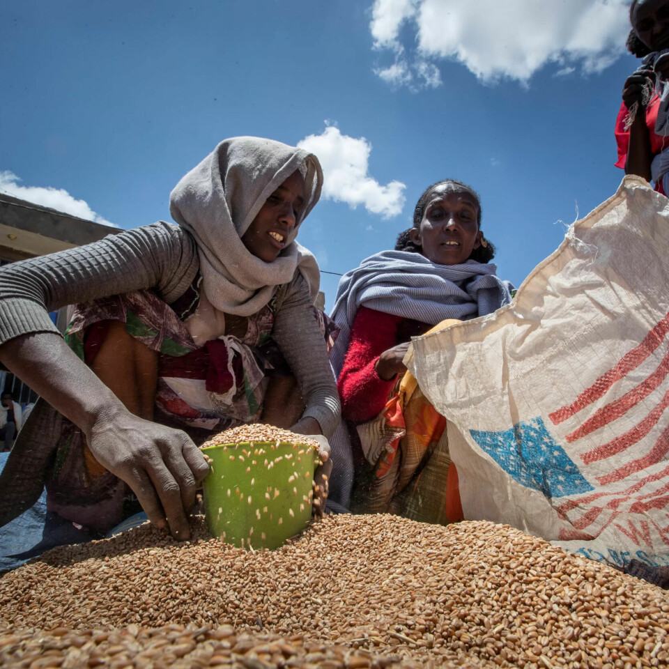 HJELP: En kvinne i Tigray-regionen i Etiopia får hvete fra en sekk fra USAID. Bildet er tatt i 2001. HJELP: En kvinne i Tigray-regionen i Etiopia får hvete fra en sekk fra USAID. Bildet er tatt i 2001.