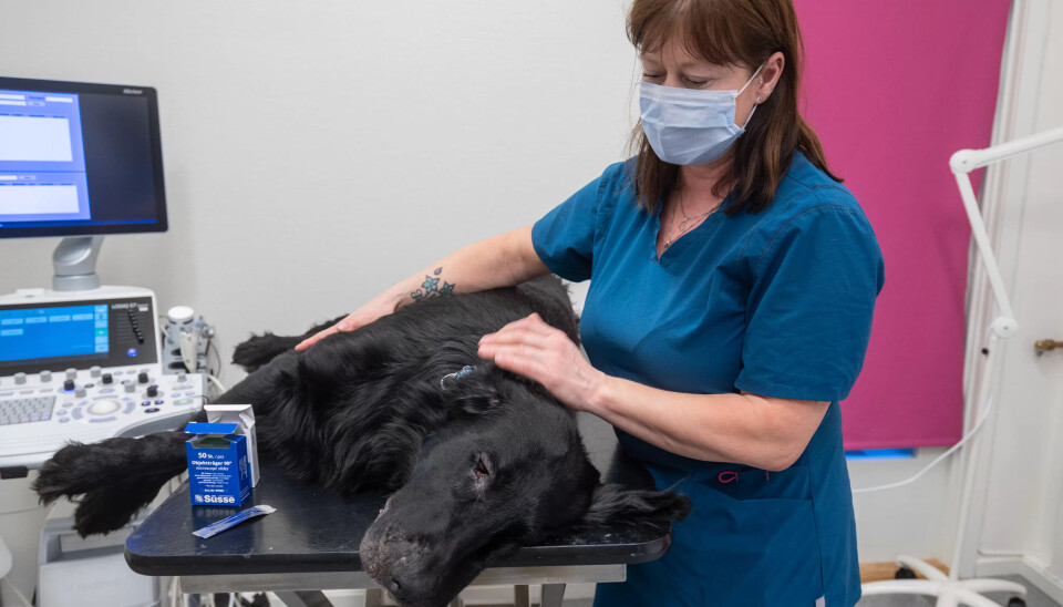 EN VENN I NØDEN: – Denne flatcoated retrieveren skal få tennene renset og undersøkt huden rundt snuten. Min jobb er å sørge for at den holder seg rolig og bistå veterinæren, forteller Tiger Lill. EN VENN I NØDEN: – Denne flatcoated retrieveren skal få tennene renset og undersøkt huden rundt snuten. Min jobb er å sørge for at den holder seg rolig og bistå veterinæren, forteller Tiger Lill.
