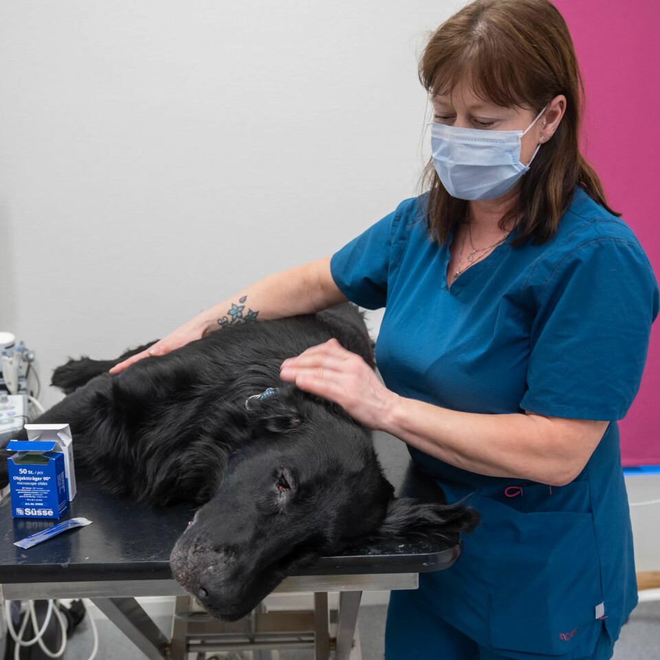 EN VENN I NØDEN: – Denne flatcoated retrieveren skal få tennene renset og undersøkt huden rundt snuten. Min jobb er å sørge for at den holder seg rolig og bistå veterinæren, forteller Tiger Lill. EN VENN I NØDEN: – Denne flatcoated retrieveren skal få tennene renset og undersøkt huden rundt snuten. Min jobb er å sørge for at den holder seg rolig og bistå veterinæren, forteller Tiger Lill.