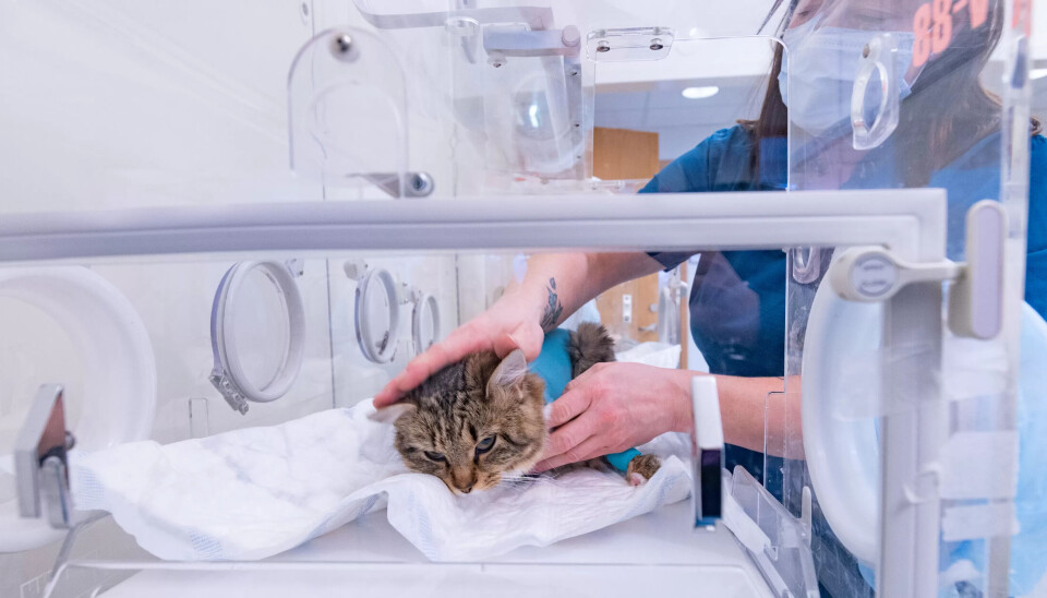 SLÅTT UT: Etter steriliseringen ligger katten til observasjon i en kuvøse for å sjekke at alt går bra med den, før den bæres til katteoppstallingen i påvente av å bli hentet av eier. SLÅTT UT: Etter steriliseringen ligger katten til observasjon i en kuvøse for å sjekke at alt går bra med den, før den bæres til katteoppstallingen i påvente av å bli hentet av eier.