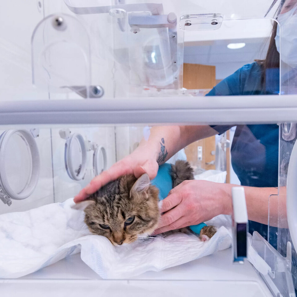 SLÅTT UT: Etter steriliseringen ligger katten til observasjon i en kuvøse for å sjekke at alt går bra med den, før den bæres til katteoppstallingen i påvente av å bli hentet av eier. SLÅTT UT: Etter steriliseringen ligger katten til observasjon i en kuvøse for å sjekke at alt går bra med den, før den bæres til katteoppstallingen i påvente av å bli hentet av eier.