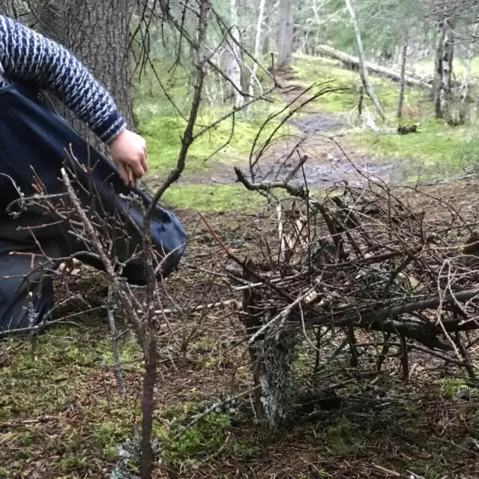 SKÅNSOMT: Pinnehuset Ludvig har bygget her, er bygget av pinner som allerede lå på bakken. SKÅNSOMT: Pinnehuset Ludvig har bygget her, er bygget av pinner som allerede lå på bakken.