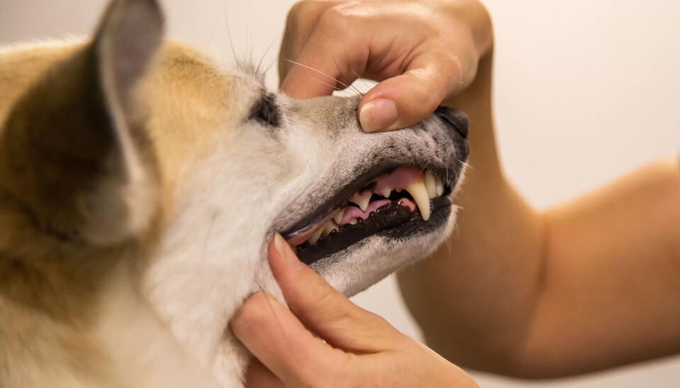 TANNSTELL: Behandling av tenner inngår i dyrepleierutdanninga. TANNSTELL: Behandling av tenner inngår i dyrepleierutdanninga.