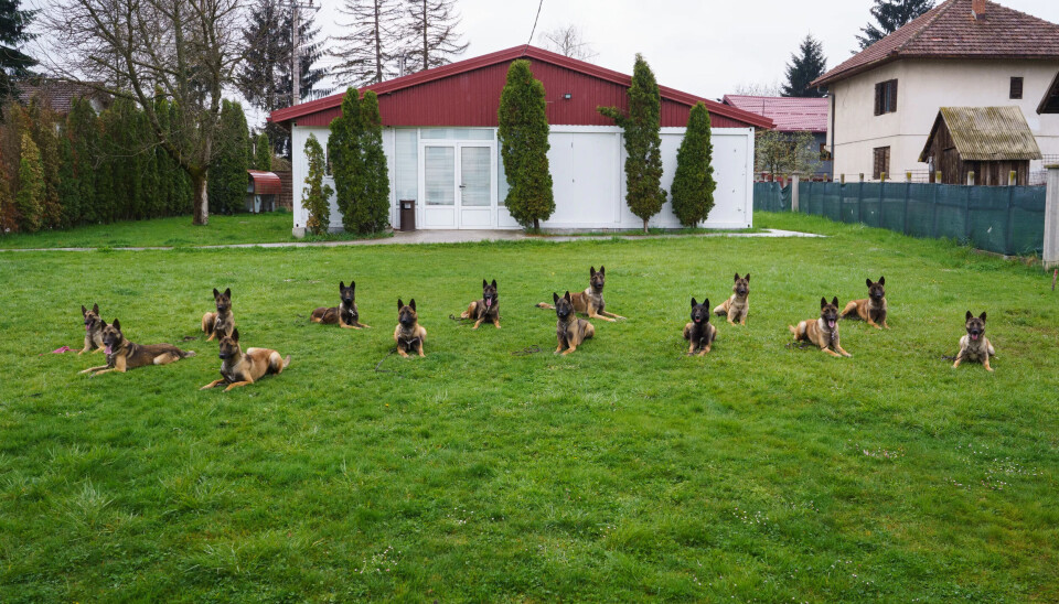 BESTÅTT: 14 hunder som har gjennomgått de mange trange nåløyene for å bli minehund. BESTÅTT: 14 hunder som har gjennomgått de mange trange nåløyene for å bli minehund.
