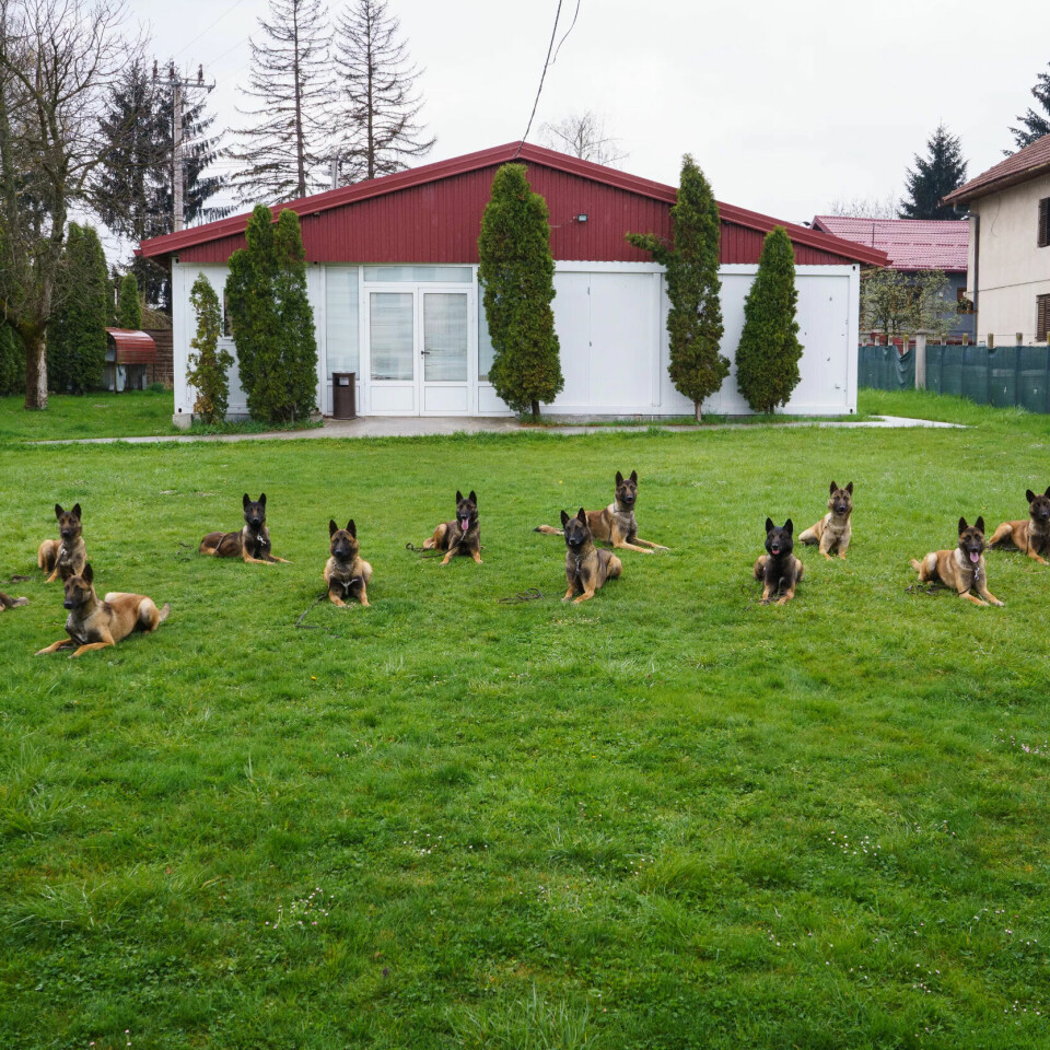 BESTÅTT: 14 hunder som har gjennomgått de mange trange nåløyene for å bli minehund. BESTÅTT: 14 hunder som har gjennomgått de mange trange nåløyene for å bli minehund.