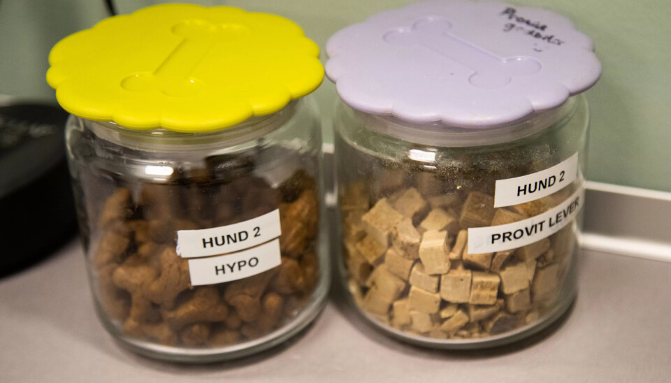 GODTERI: Hundesnacks må til når man skal på sykehus. GODTERI: Hundesnacks må til når man skal på sykehus.