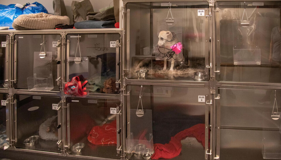 VANLIGSTE DYR: Hund og katt er de største pasientgruppene. VANLIGSTE DYR: Hund og katt er de største pasientgruppene.